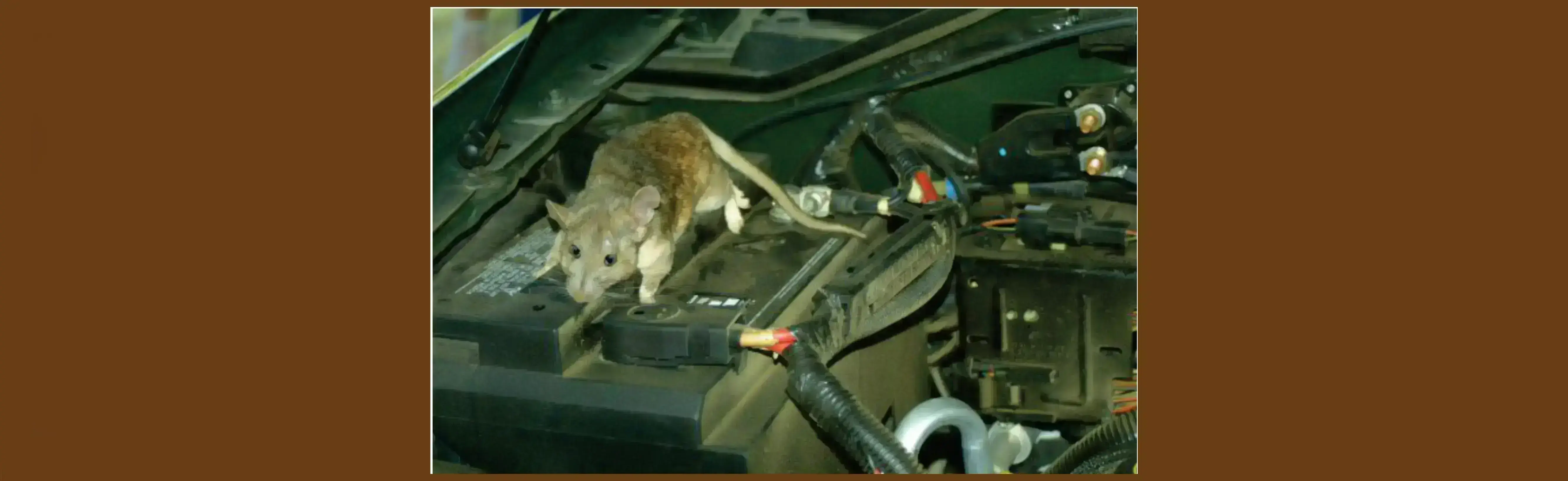 Rodent Repellent